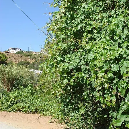 Likio * Μπατσί